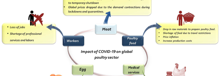 The impact of small ruminant funded projects on the socio-economic development of the producers