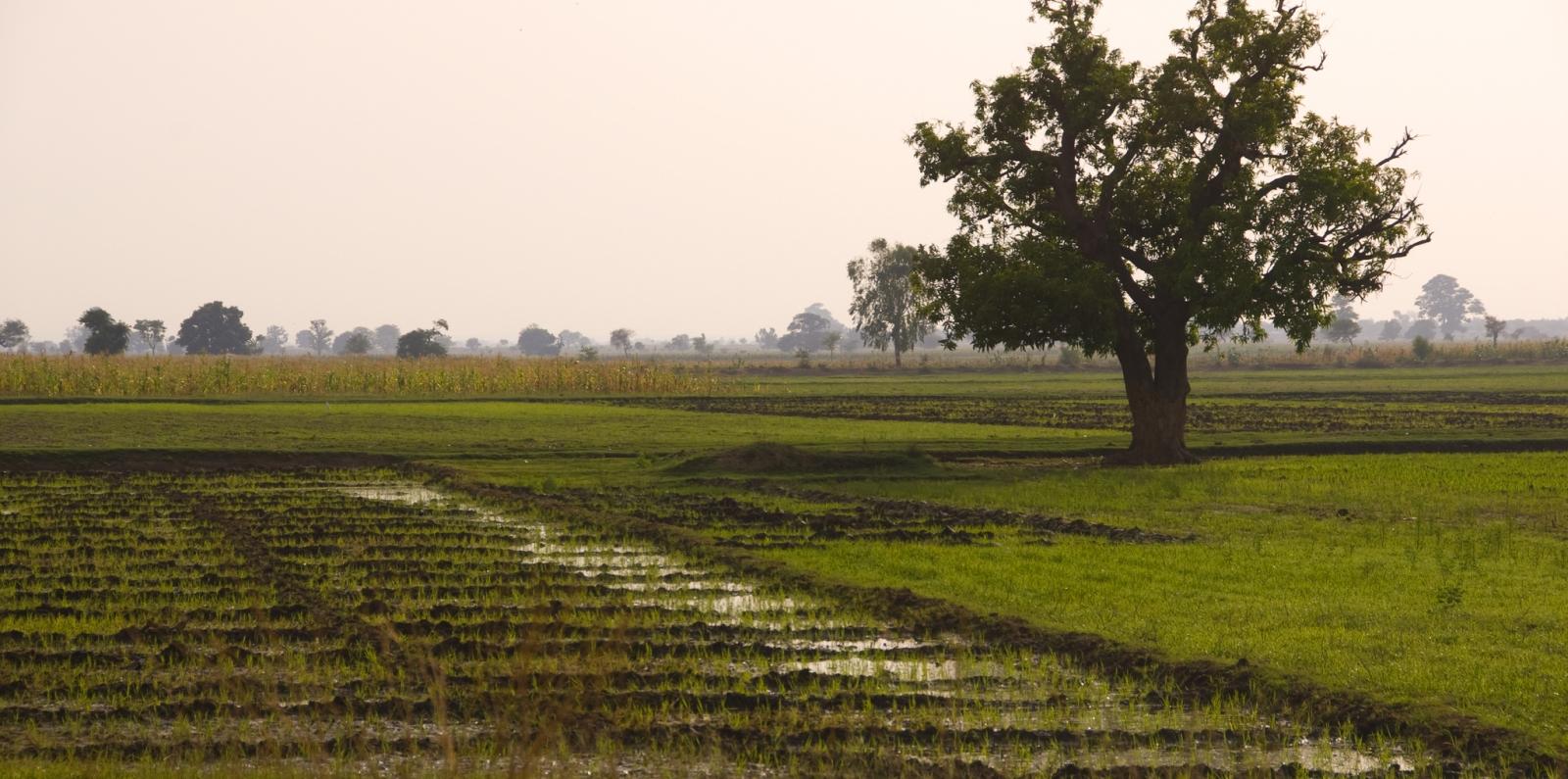 The contribution of rural institutions to rural development